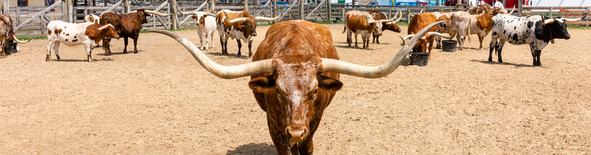 Litigation McDonald Sanders